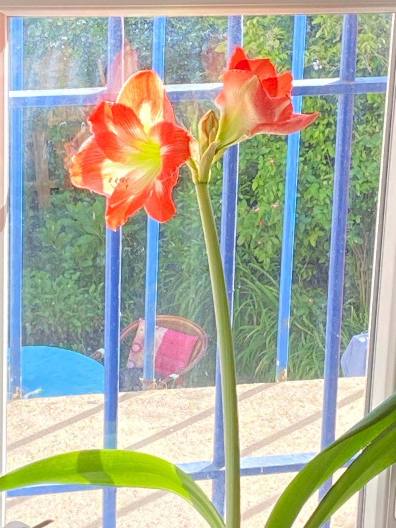 Apartment De Jardin Dans Maison *